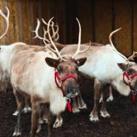 <p>Santa and his live reindeer will be back in town for the eighth annual Greenwich Reindeer Festival &amp; Santa’s Village, Nov. 25-Dec. 24, at its new home, Sam Bridge Nursery &amp; Greenhouses.</p>