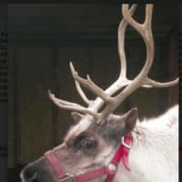 <p>Visitors will be able to meet live reindeer at the eighth annual Greenwich Reindeer Festival &amp; Santa&#x27;s Village, which will be held Nov. 25-Dec. 24 at Sam Bride Nursery &amp; Greenhouses.  
 
 
​​</p>