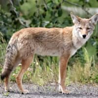 <p>Coyotes were spotted in Rye Brook.</p>