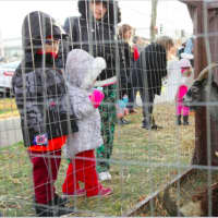 <p>Children got to see many animals at the Greenwich Holiday Stroll event.</p>