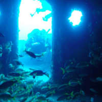 <p>Squalus Marine specializes in videos of sunken wrecks and marine life.</p>