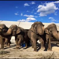 <p>Elephants that were once part of the Ringling Bros. circus</p>