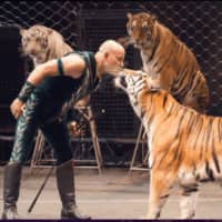 <p>Tigers in the Ringling Bros. circus</p>