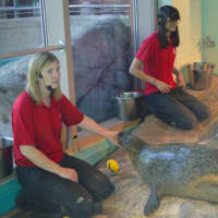 <p>Ellen Riker and Azzara Oston,  trainers at the Maritime Aquarium at Norwalk, work with the harbor seals. About 40 people watched Orange the seal “choose” the winning Super Bowl team on Wednesday afternoon.</p>