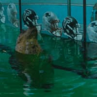 <p>Orange the harbor seal &quot;picks&quot; the New England Patriots as the winning team in the 2017 Super Bowl.</p>