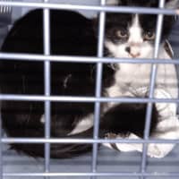 <p>The Dutchess County SPCA is asking for donations to help care for 67 cats that were recently rescued from a home.</p>