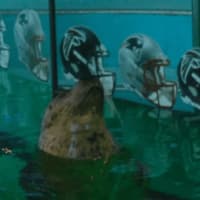 <p>It&#x27;s the New England Patriots by a nose as Orange the harbor seal last week predicts the winning team in the 2017 Super Bowl.</p>