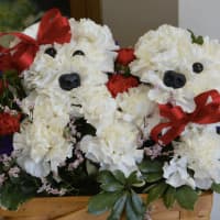 <p>Flowers in the shape of dogs for Valentine&#x27;s Day</p>