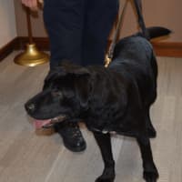 <p>Rocky, a 23-month-old labrador/pit mix, is trained as a single purpose narcotics K-9. He is trained to detect marijuana, cocaine, heroin and methamphetamines.</p>