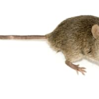 <p>Researchers predict that an explosion of mice last year will lead to a large number of Lyme diseases cases this summer.</p>
