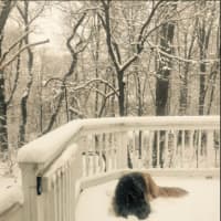 <p>Zara is enjoying the snow that is falling on her thick coat.</p>