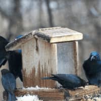 <p>Hungry birds at the bird feeder: blue jay plus common grackles and brown-headed cowbirds.</p>