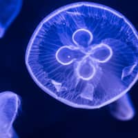<p>Moon Jellyfish like this one will be available at the grand opening of Gills Aquarium Store.</p>