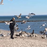 <p>A man makes a flock of instant friends while feeding birds on Stratford&#x27;s Long Beach along the Long Island Sound earlier this month.</p>