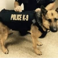 <p>Brewster K-9 Falco was diagnosed with lymphoma in October and was expected to live only a few weeks. Falco has been receiving treatment thanks to the generosity of donors. A fundraiser is set for April.</p>