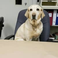 <p>Milford police K9 Cedar helped to recover 190 bags of packaged heroin and one larger bag containing over 70 grams of heroin. The drugs were discarded by a fleeing suspected drug dealer, police said.</p>