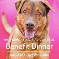 <p>Things are &#x27;ruff&#x27; at Bridgeport Animal Control -- and you can help.</p>