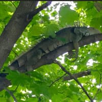<p>The iguana escaped from a bucket and decided to hang out in a tree.</p>