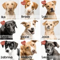 <p>Through ROAR&#x27;s participation in the Bankwell Pet Adoption Project, five of the nine dogs used in the bank&#x27;s advertisements have been adopted.</p>