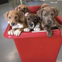 <p>Ridgefield Operation for Animal Rescue is working to ensure shelter dogs and cats in Fairfield County have a place to call home.</p>