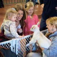 <p>Meet the goats at Connecticut&#x27;s Beardsley Zoo.</p>