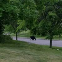 <p>This black bear was spotted on Tuesday morning in Montebello.</p>