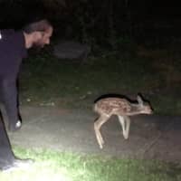 <p>Ramapo Police rescued a baby fawn from a storm drain.</p>