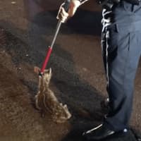<p>A baby fawn rescued by Ramapo Police was reunited with her mother.</p>