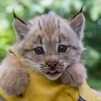 <p>The Beardsley Zoo revealed the gender of its Canada lynx kittens on Thursday.</p>