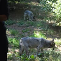<p>A pair of Mexican gray wolves snacks outside the wolf observation center at Beardsley Zoo in Bridgeport.</p>