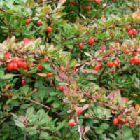 <p>Japanese barberry, an invasive plant in Connecticut, is a shrub found in home gardens and commercial landscapes. It is a hotbed for ticks.</p>