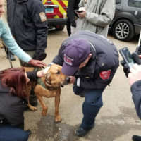 <p>State Police K9 bloodhound Texas is greeted after he is found safe on Friday morning.</p>