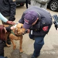 <p>State Police K9 bloodhound Texas is found safe and healthy Friday morning. He was lost in the woods in Danbury during a search for a missing man Wednesday night.</p>