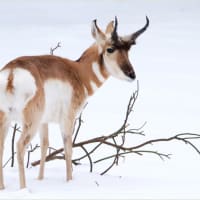 <p>A Pronghorn in the snow at the Beardsley Zoo in Bridgeport.</p>