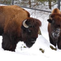 <p>The Bison are well-suited to the coldest temperatures at the Beardsley Zoo.</p>