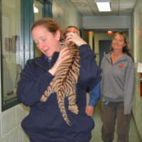 <p>Zookeeper Bethany Thatcher carries one of two Amur tiger twins to meet the media Thursday at Beardsley Zoo.</p>