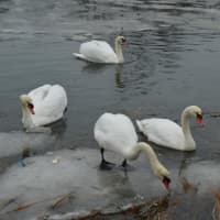 <p>A group of six swans made a cove off Black Rock Harbor their temporary digs in Bridgeport Wednesday morning.</p>