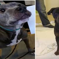 <p>The two dogs found are now doing better.</p>