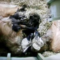 <p>Here&#x27;s a photo of the whole new wolf family asleep together, taken with a camera installed in the maned wolf building so Beardsley Zoo staff could keep a close eye on them without disturbing them.</p>