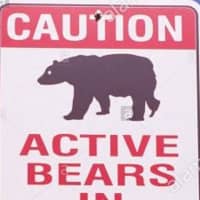 <p>Black bears have been spotted throughout Connecticut during the summer.</p>