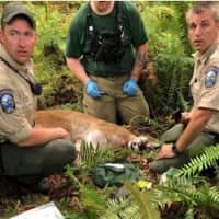 <p>Washington Department of Fish &amp; Wildlife agents tracked and killed the cougar shortly after the attack on Saturday, May 19.</p>
