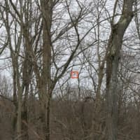 <p>If a cell tower is built near the woods, can you see it? That&#x27;s what opponents of a proposed Verizon cell tower are asking.</p>