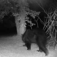 <p>This bear was captured on camera on Gold Road in Stormville.</p>