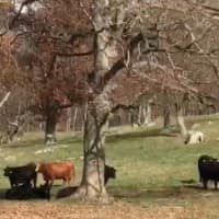 <p>A group of cattle at Stone Barns in Pocantico Hills.</p>