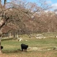 <p>A group of bulls at Stone Barns in Pocantico Hills.</p>