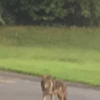 <p>A wild coyote was caught making the rounds in Larchmont, marking the latest sighting in Westchester.</p>
