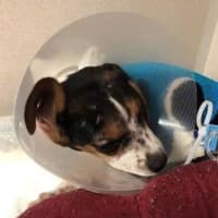 <p>Cleo suffered several injuries before being abandoned in the Bronx.</p>
