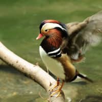 <p>The duck taking flight.</p>