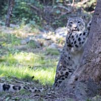 <p>A beautiful snow leopard at the Bronx Zoo.</p>