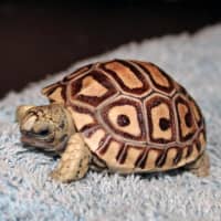 <p>Leopard tortoise hatched at Maritime Aquarium in Norwalk on Sunday, Jan. 6</p>